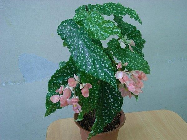 B. ‘Patunlether’